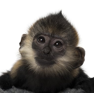 Close-Up bebek Francois Langur (4 ay)