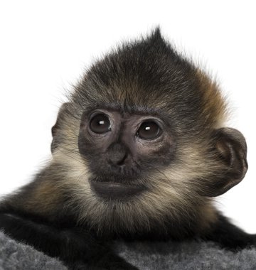 Close-Up bebek Francois Langur (4 ay)