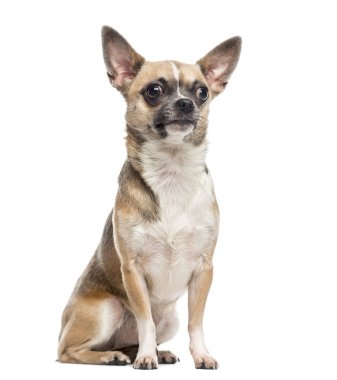 Chihuahua (1 yaşında)