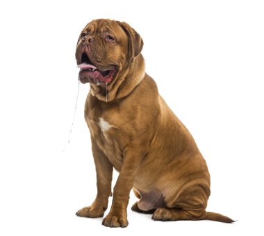 Dogue de bordeaux (6 ay yaşlı drooling)