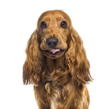 Yakın çekim, bir İngiliz Cocker Spaniel (1 yaşında)