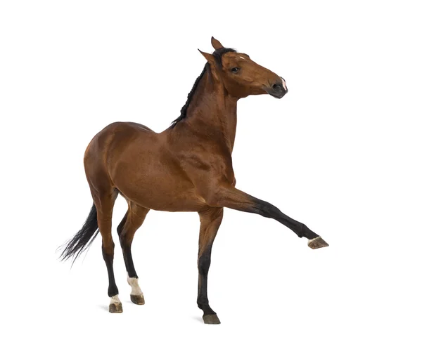 Caballo andaluz con una pierna arriba — Foto de Stock