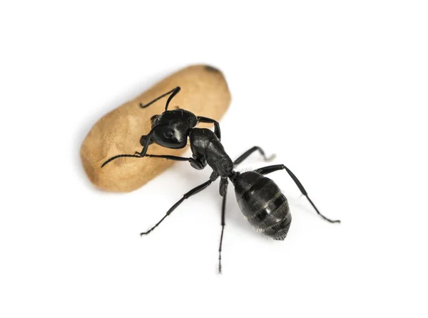 Formiga-carpinteiro, Camponotus vagus, carregando um ovo — Fotografia de Stock