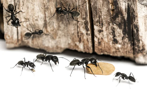 Formiga-carpinteiro, Camponotus vagus, carregando um ovo — Fotografia de Stock