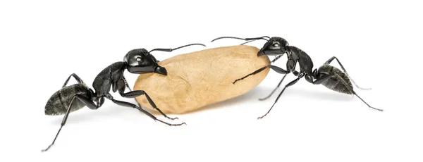 Kaksi puuseppä muurahaisia, Camponotus vagus, kuljettaa muna — kuvapankkivalokuva