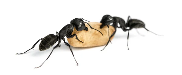 Два муравья-плотника, Camponotus vagus, несут яйцо — стоковое фото