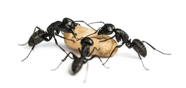 Tres hormigas carpinteras, Camponotus vagus, llevando un huevo — Foto de Stock