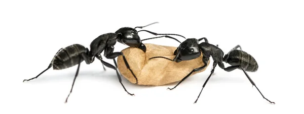 Zwei Zimmermannsameisen, camponotus vagus, die ein Ei tragen — Stockfoto