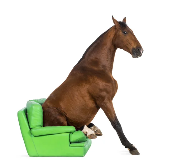 Andalusian horse sitting on an armchair — Stock Photo, Image