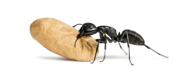 Formiga-carpinteiro, Camponotus vagus, carregando um ovo — Fotografia de Stock