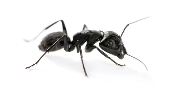 大工の蟻、クロオオアリの迷走 — ストック写真