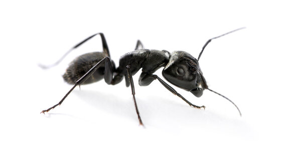 Муравей-плотник, Camponotus vagus
