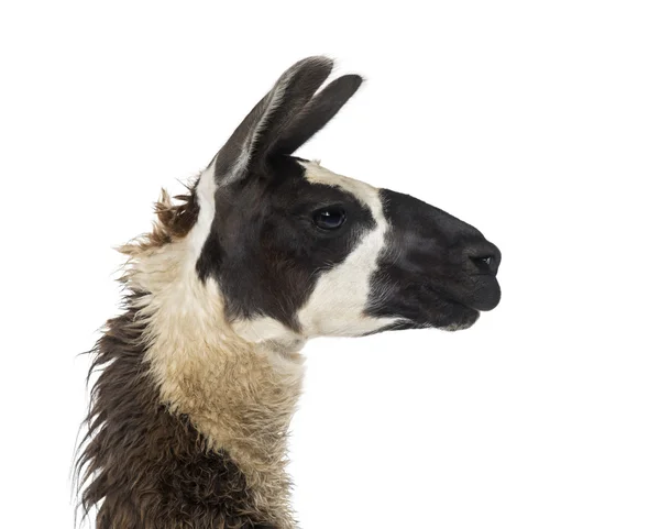Nahaufnahme eines Lamas — Stockfoto