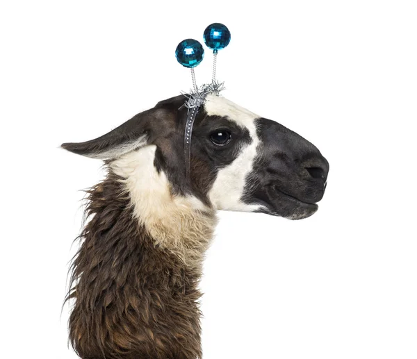 Close-up de um Llama usando uma faixa de cabeça — Fotografia de Stock