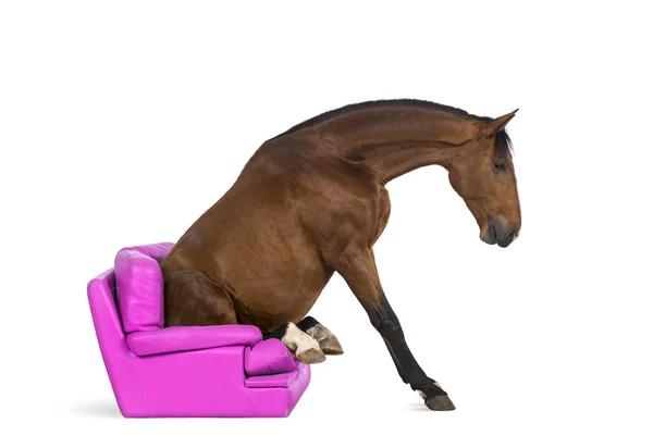 Andalusian horse sitting on an armchair — Stock Photo, Image