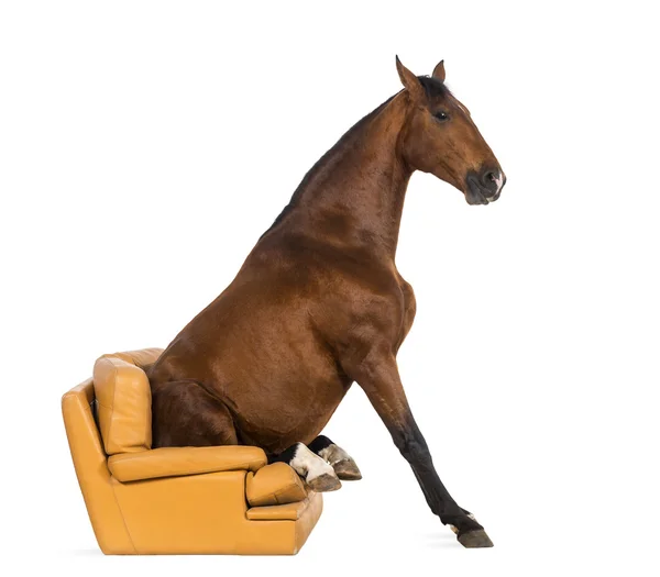 Andalusian horse sitting on an armchair — Stock Photo, Image