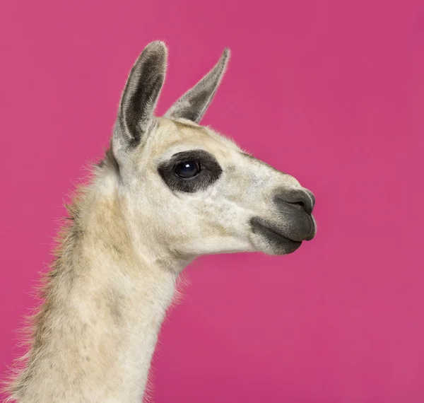 Pembe bir arka plan önünde bir lama Close-Up — Stok fotoğraf