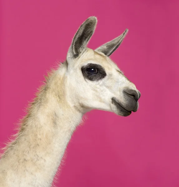 Pembe bir arka plan önünde bir lama Close-Up — Stok fotoğraf