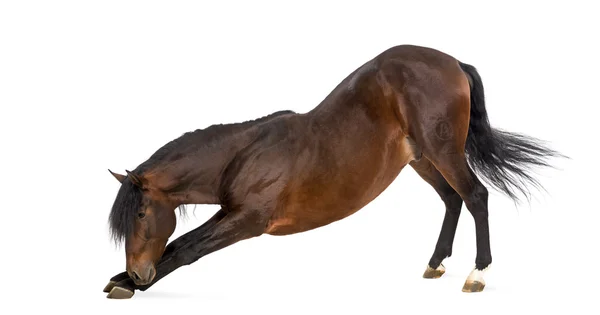 Cavalo andaluz curvando — Fotografia de Stock