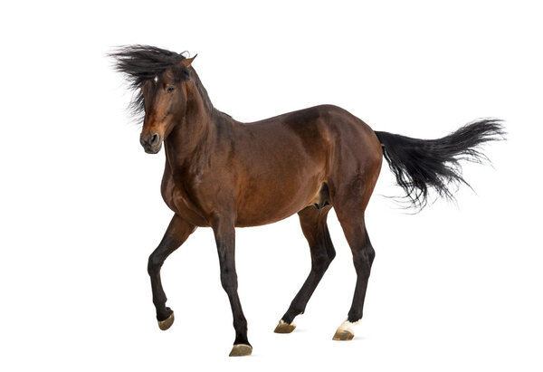 Андалузский рысак
