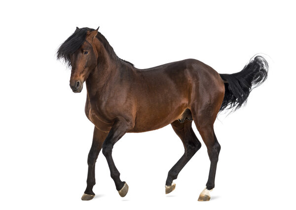 Андалузский рысак
