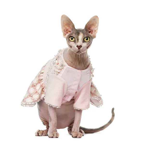 Sphynx dressed (1 year old) — Stock Photo, Image