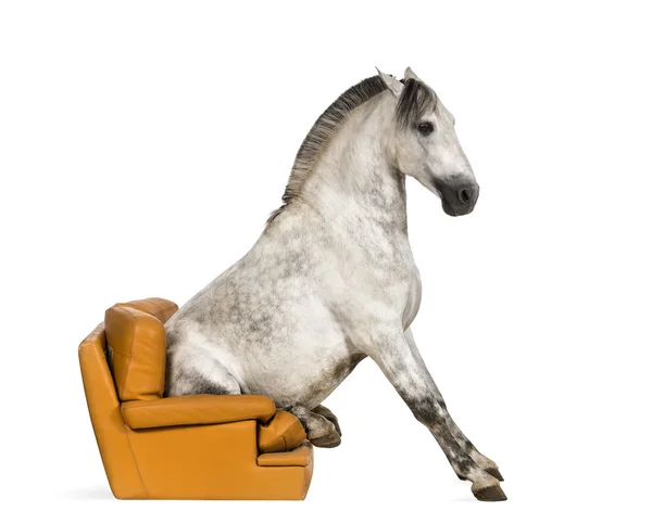 Caballo andaluz sentado en un sillón — Foto de Stock