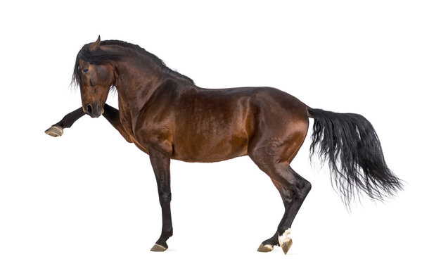 Андалузский конь
