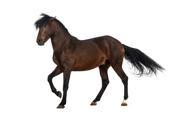 Andalusisches Pferd beim spanischen Spaziergang — Stockfoto