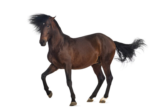 Андалузский рысак
