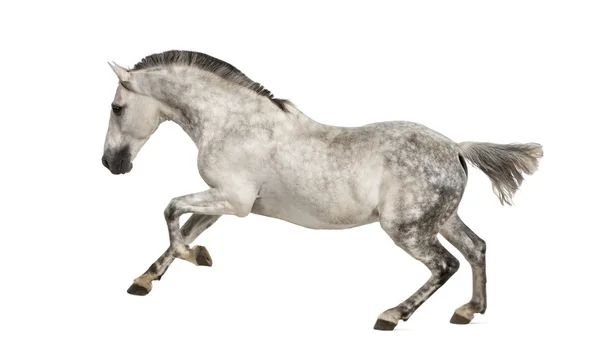 Andalusian horse galloping — Stock Photo, Image