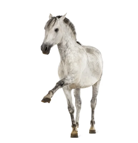 Cavalo andaluz com uma perna para cima — Fotografia de Stock