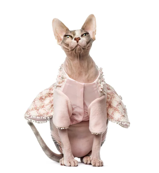 Sphynx dressed (1 year old) — Stock Photo, Image