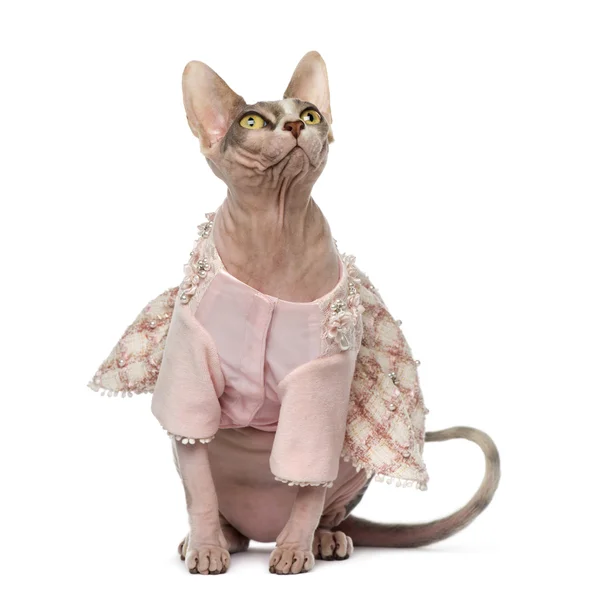 Sphynx dressed (1 year old) — Stock Photo, Image