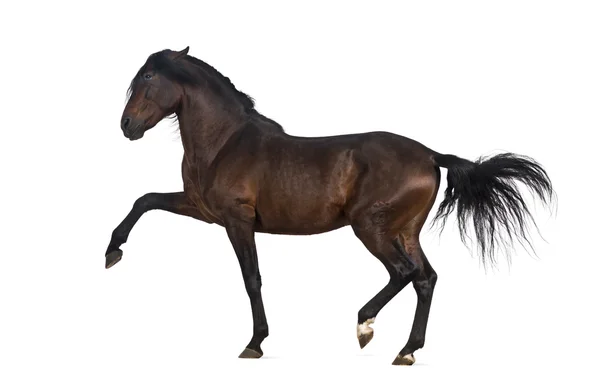 Cavallo andaluso esibendosi passeggiata spagnola — Foto Stock