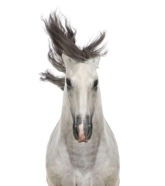 Zbliżenie: koń andaluzyjski — Zdjęcie stockowe