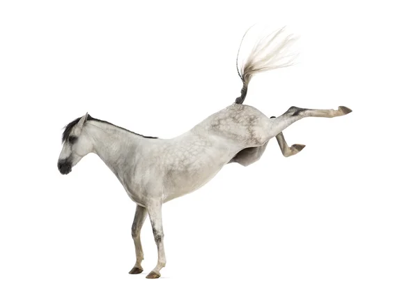 Andalusiska hästen sparkar — Stockfoto