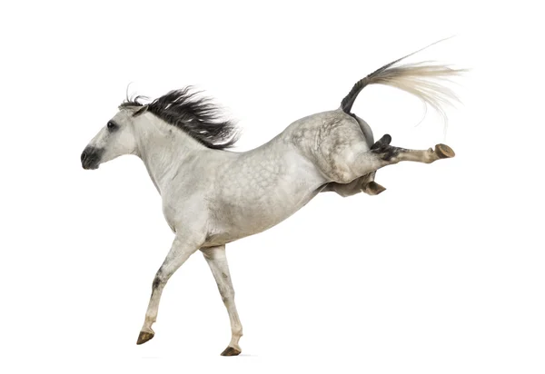 Andalusian horse kicking out — Stock Photo, Image
