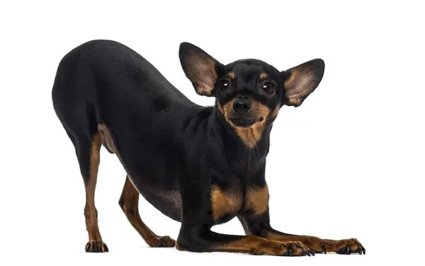Chihuahua (18 månader gammal) — Stockfoto