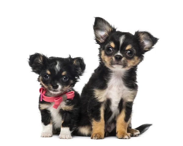 Dois cachorros chihuahua — Fotografia de Stock