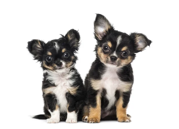 Dois cachorros chihuahua — Fotografia de Stock