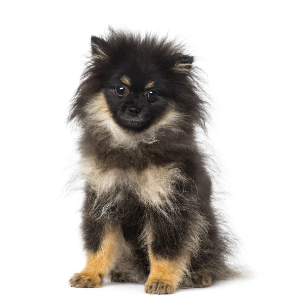 Spitz (5 months old) — Stock Photo, Image