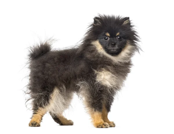 Spitz (5 months old) — Stock Photo, Image