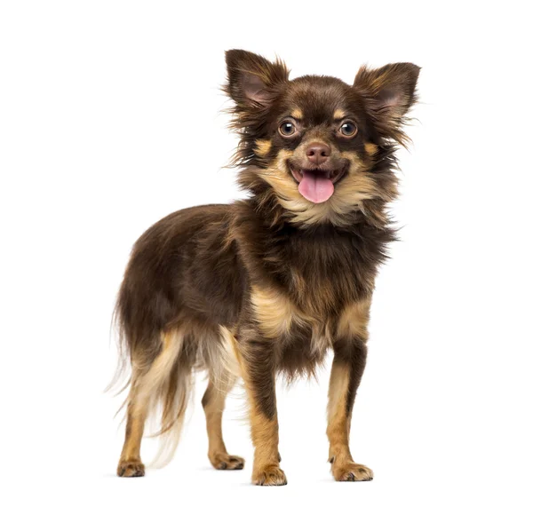 Chihuahua (1 jaar oud) — Stockfoto