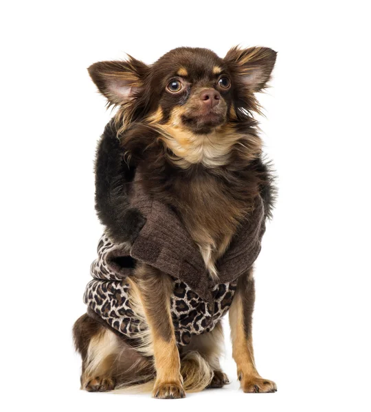 Chihuahua (1 year old) wearing a coat — Stock Photo, Image