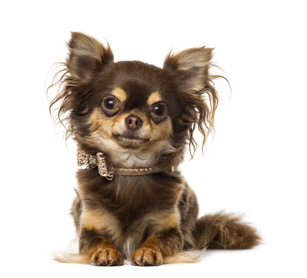 Chihuahua het dragen van een kraag vlinderdas — Stockfoto