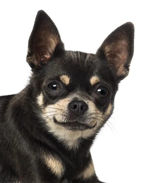 Close-up of a Chihuahua (18 months old) — Stock Photo, Image