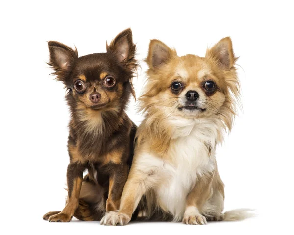 Twee chihuahuas — Stockfoto