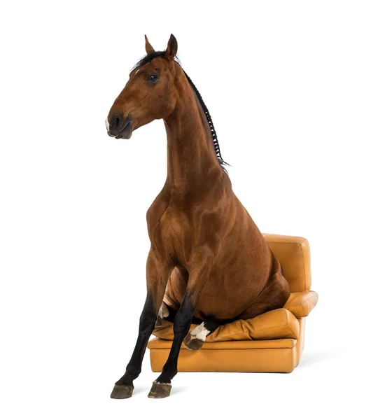 Cavalo andaluz sentado em uma poltrona — Fotografia de Stock