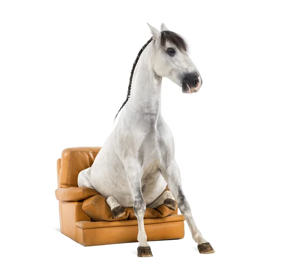 Caballo andaluz sentado en un sillón — Foto de Stock